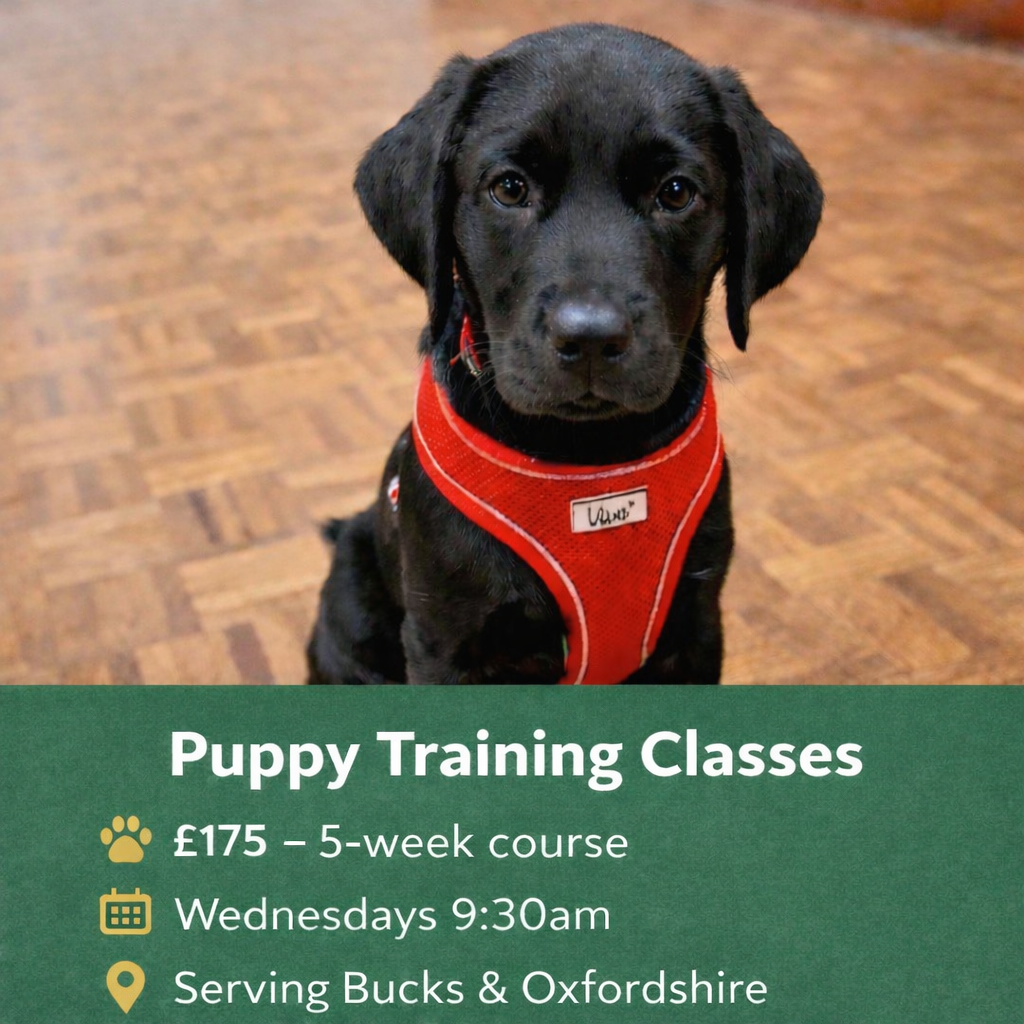 Chris Augustine Dog Training Facebook ad: Limited Spaces Available