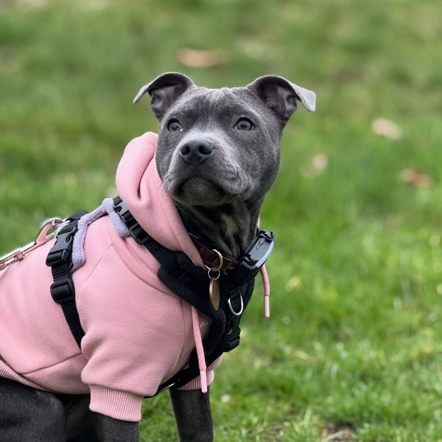 Spark Paws Facebook ad