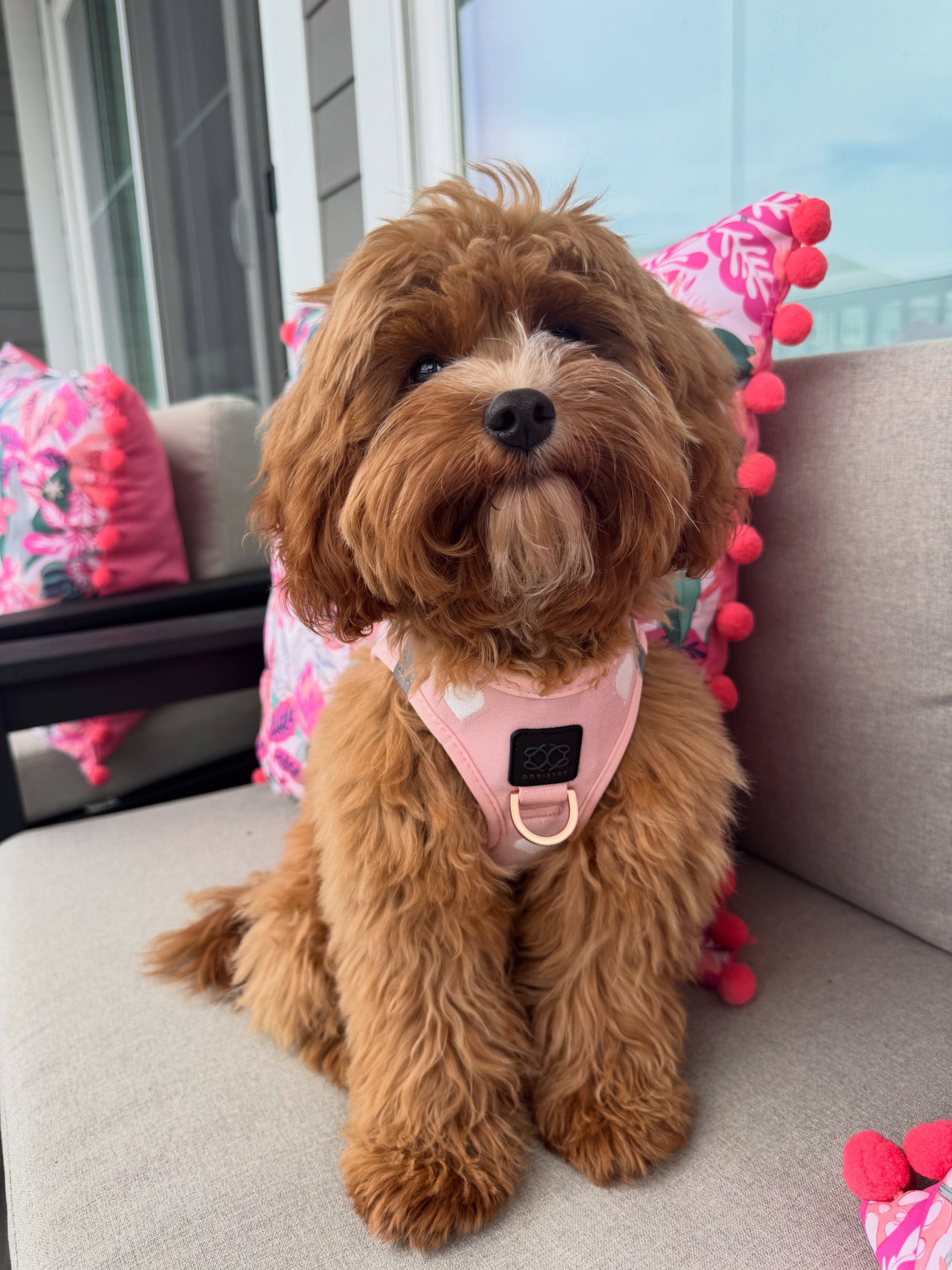 winniefloofs Facebook ad