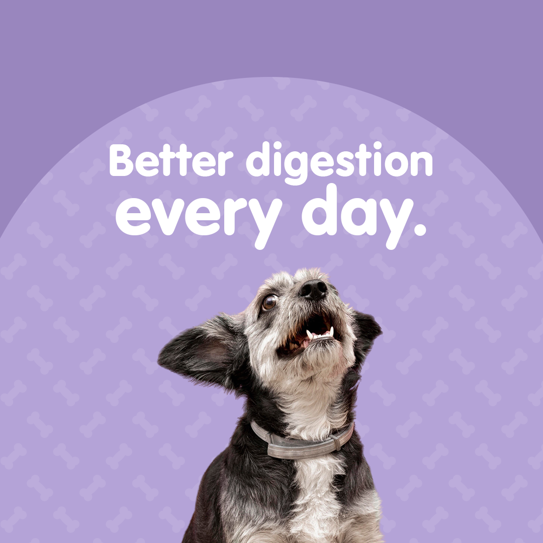 Aviform Nutrition UK - Horse & Dog Facebook ad