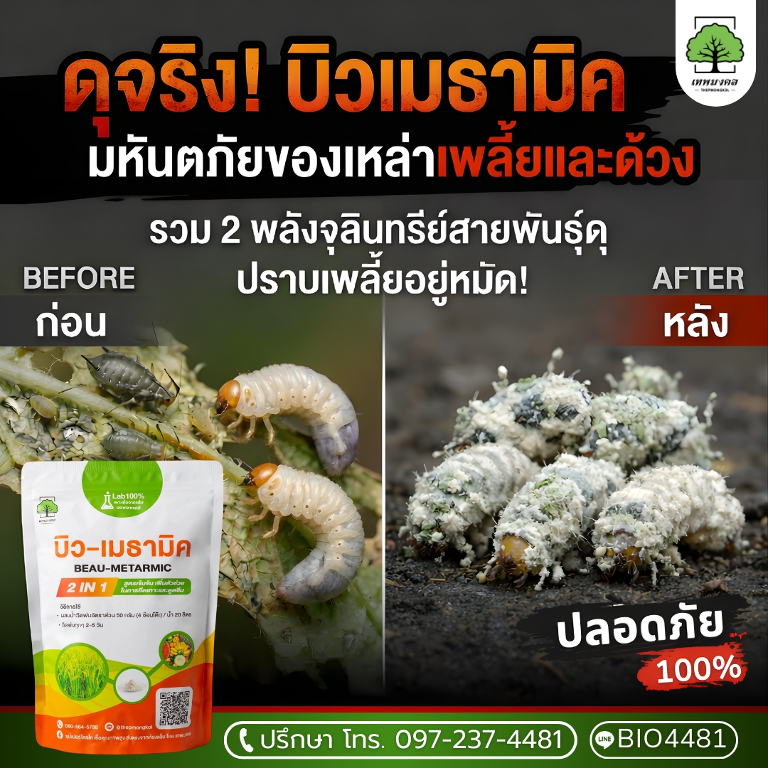 ซุปเปอร์ชีวภัณฑ์ กำจัดแมลงร้าย เชื้อคุณภาพสูง จากห้องแล็บ Facebook ad: ดุจริง! ปราบเพลี้ย-ด้วง อยู่หมัด.