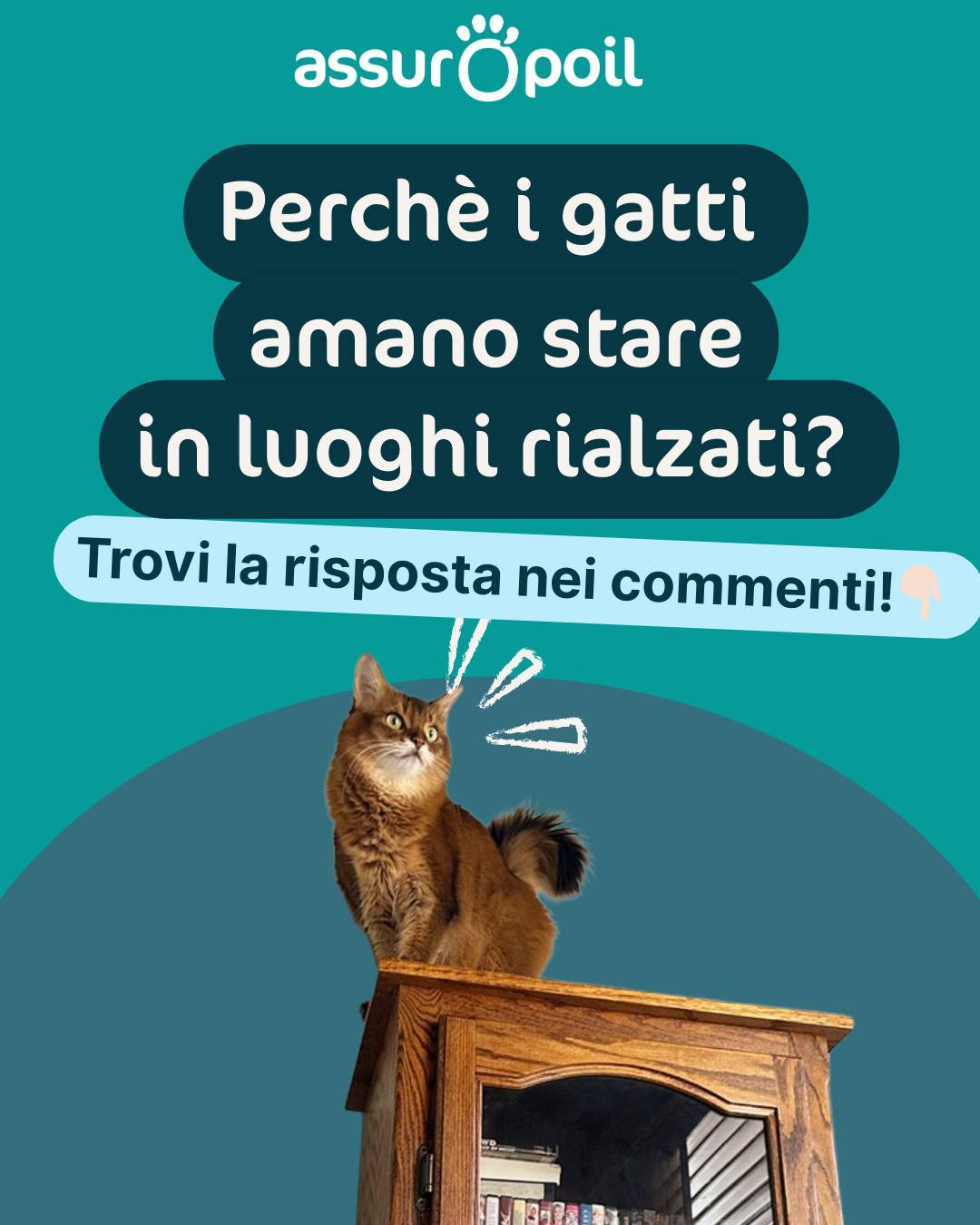 Assur O'Poil Italia Facebook ad: Perché i gatti amano stare in alto?