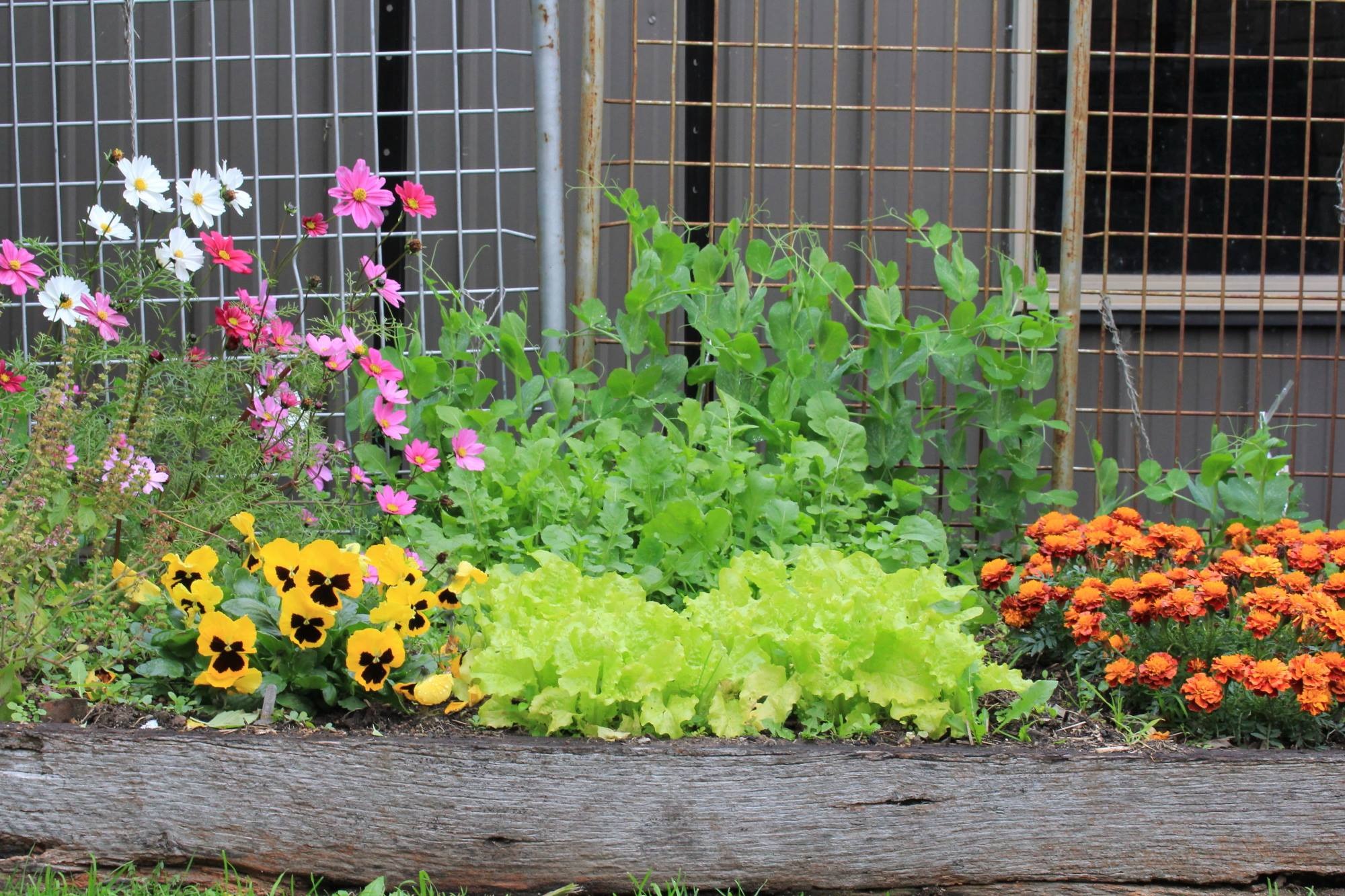 The Seed Collection Pty Ltd Facebook ad