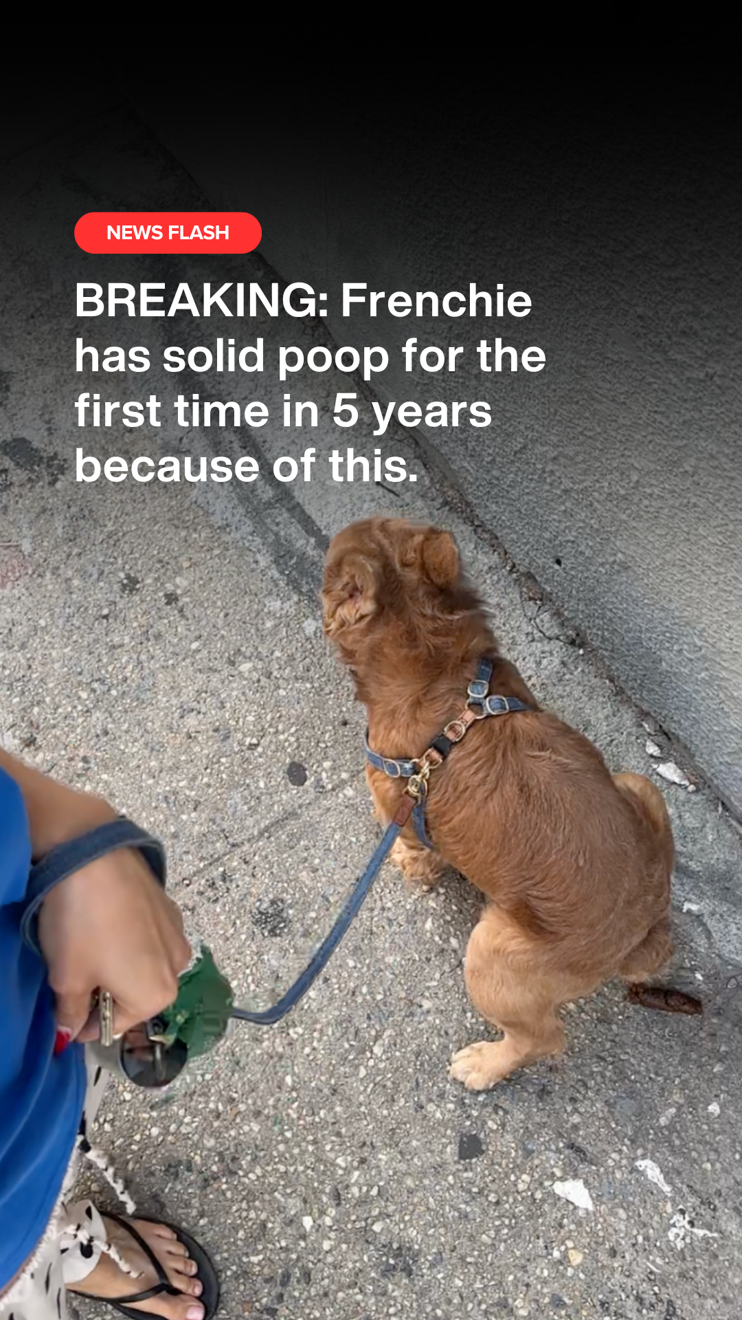 Rounds Of A Paws Facebook ad