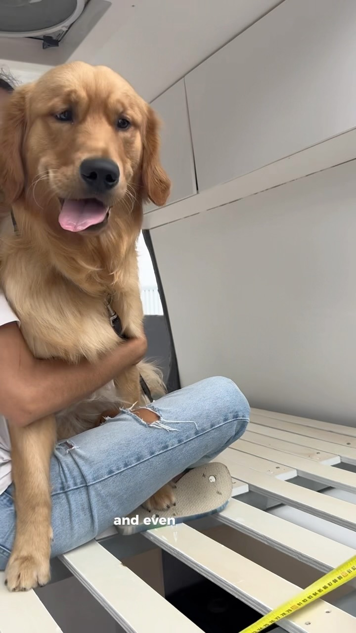 Zuko The Golden Retriever Facebook ad: Drove my pawrents to the one and only…
