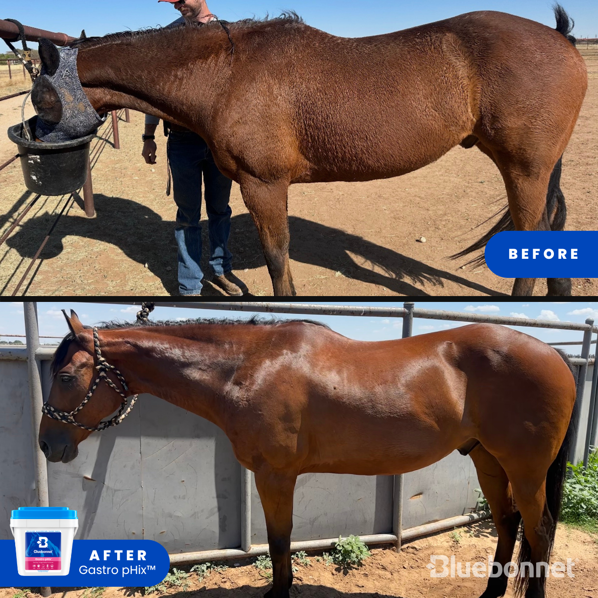 Bluebonnet Facebook ad: Real horse. Real owner. Real results.