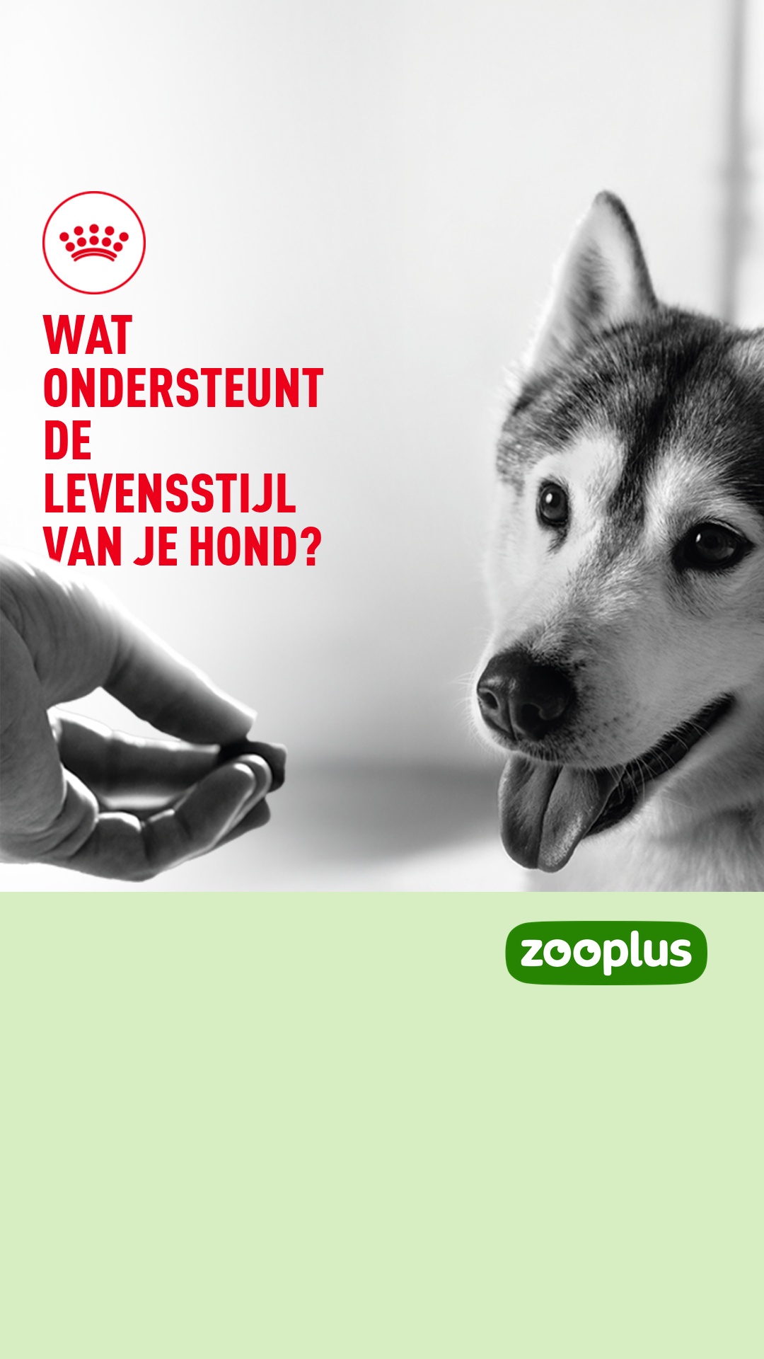 zooplus Facebook ad