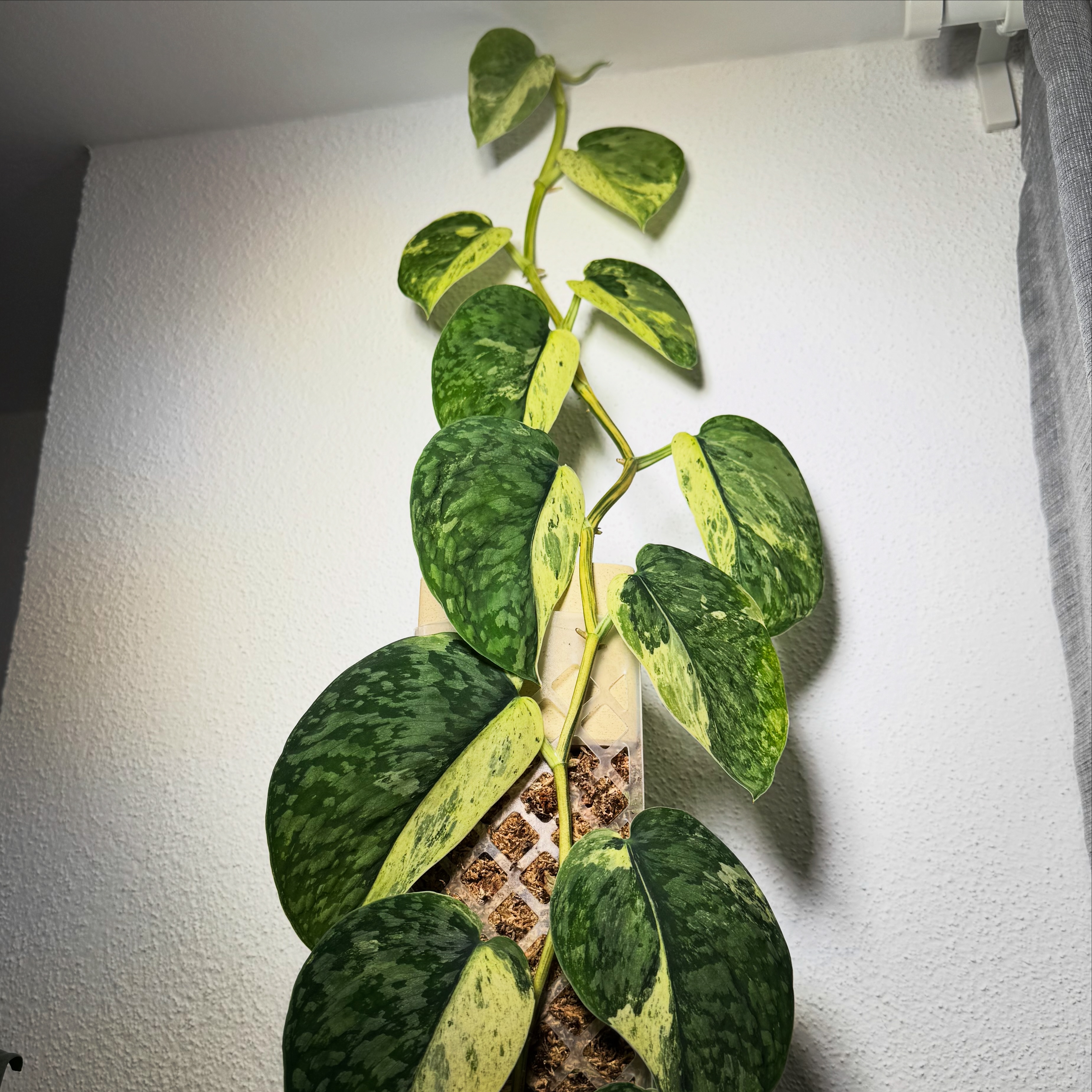 Foxeras_official Facebook ad: Scindapsus Bakudapati Variegata