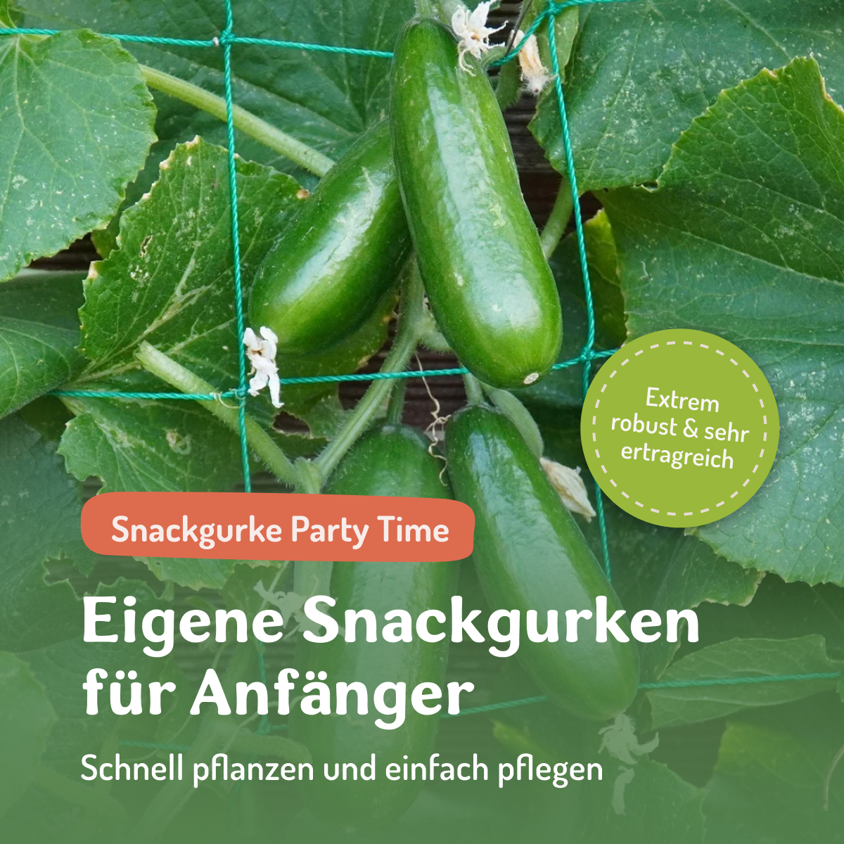 Samenfritze Facebook ad