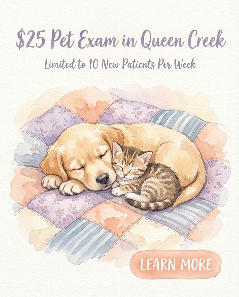 Revel Vet Facebook ad: $25 Pet Exam (New Clients Only)