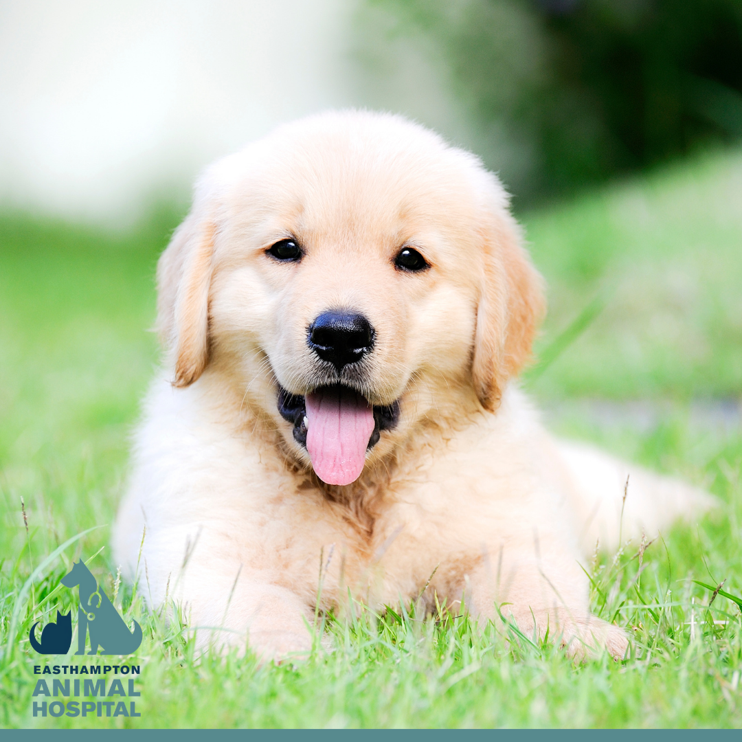 Easthampton Animal Hospital Facebook ad: Looking for a new vet?
