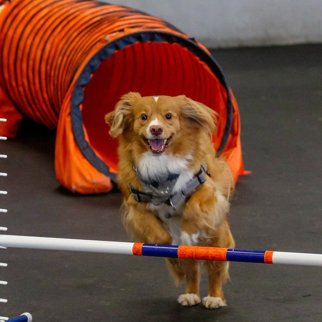 Zoom Room Dog Training Facebook ad: Every dog can do agility!