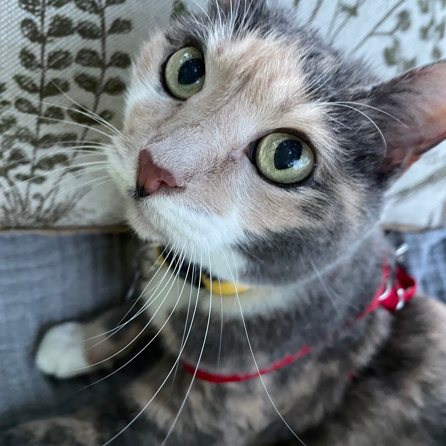 NHV Natural Pet Products Facebook ad