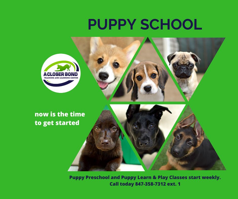 A Closer Bond Dog Training & Learning Center Facebook ad: Puppy School Enroll Now