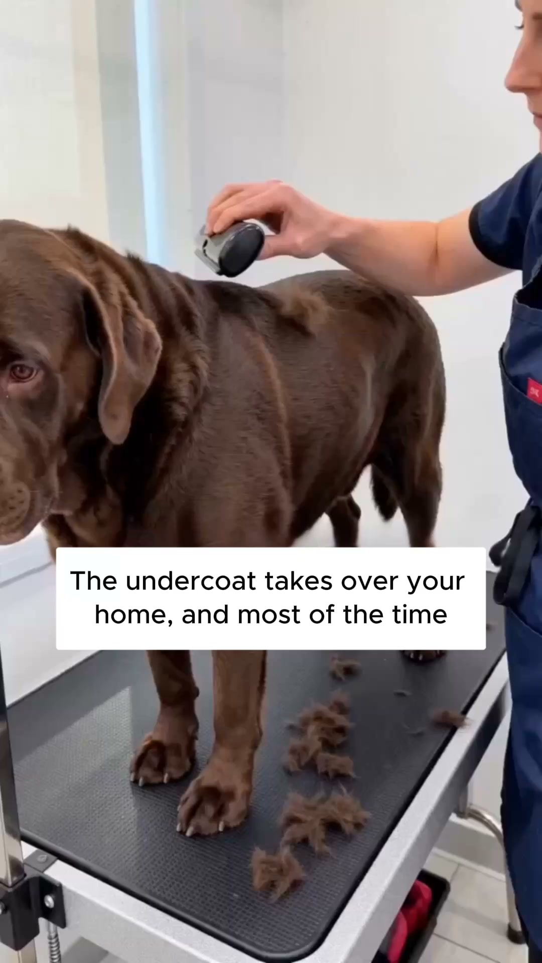 Nuvopet Facebook ad: Quebec's #1 dog brush is taking over Canada �
