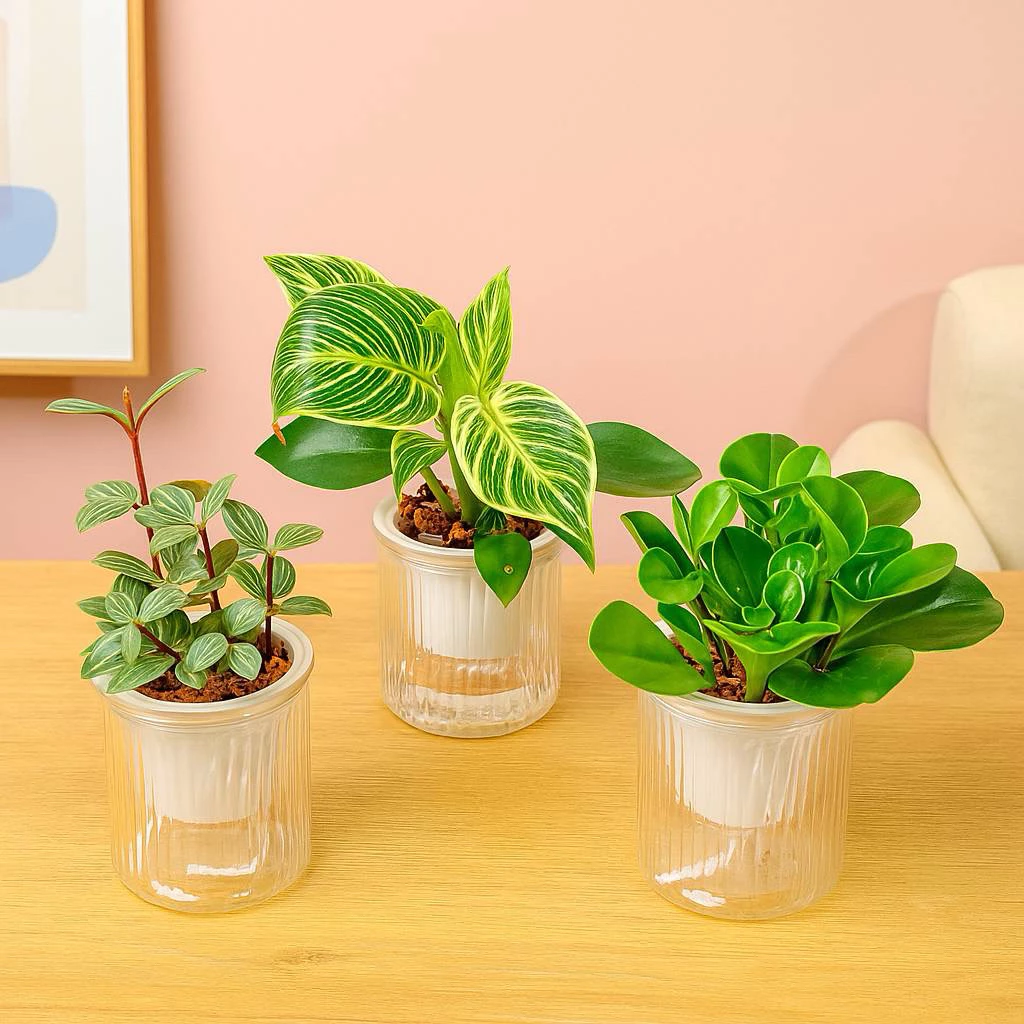 奕昇巧繪網植物館-福人店 Facebook ad