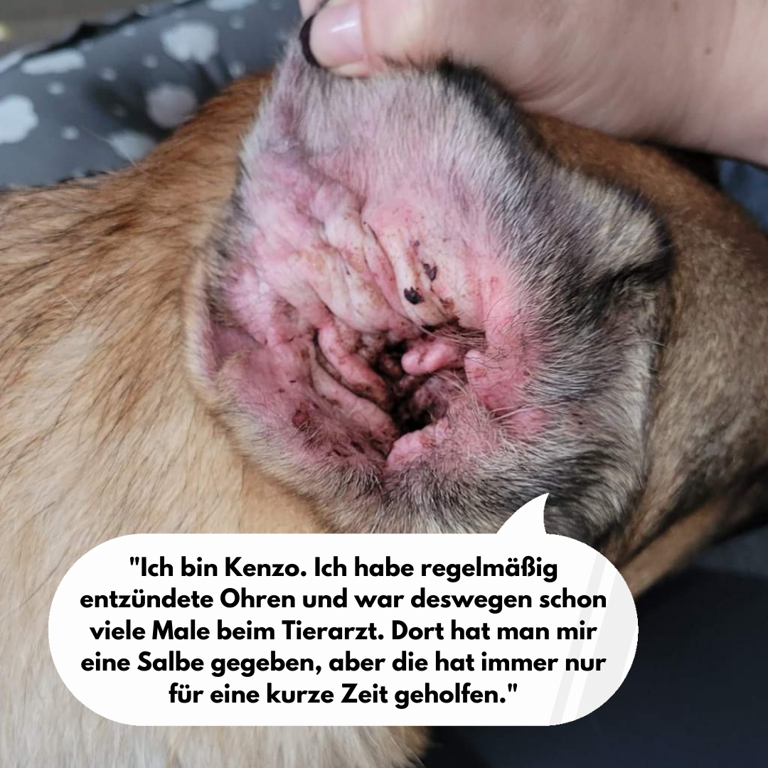 TraumaPet Facebook ad