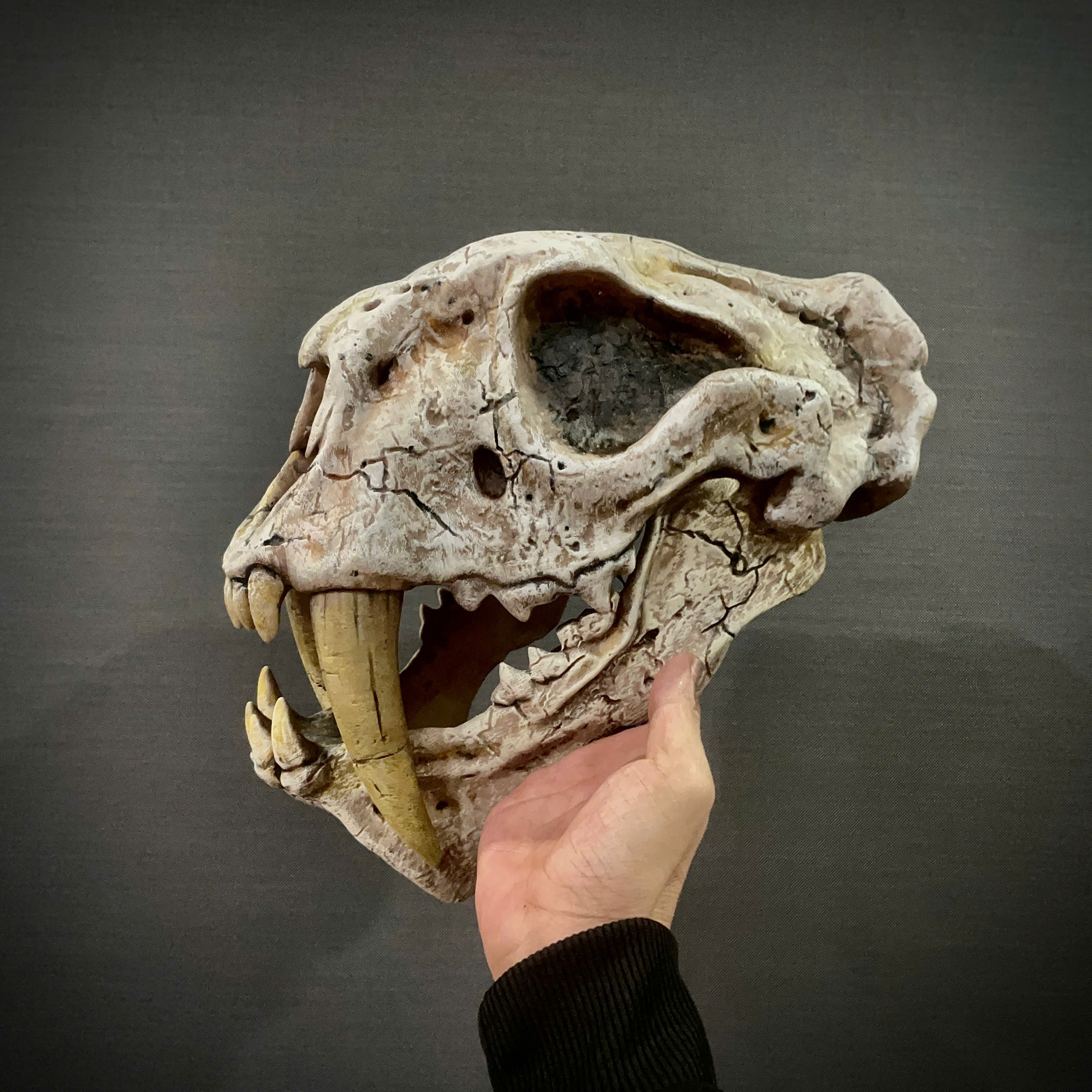 bstar3dprintprops Facebook ad: Extinct Megantereon/Saber-Toothed Cat Helmet - Jaw…