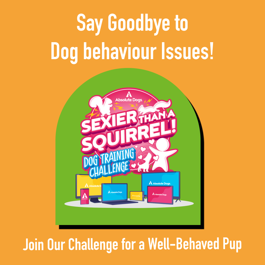 absoluteDOGS Facebook ad