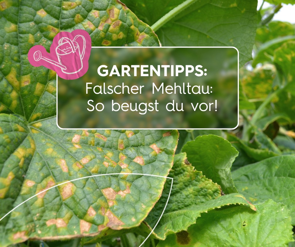 Seezon Deutschland Facebook ad: Gartentipps gegen Falschen Mehltau, so beugst du vor!