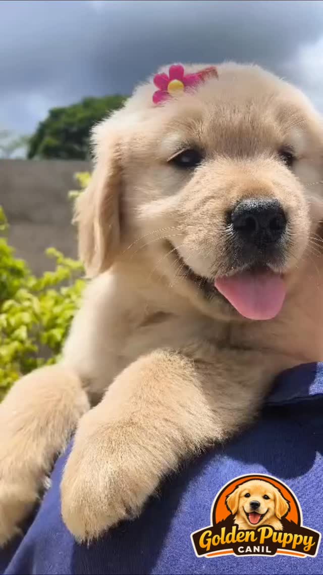 Canil Patinhas da Serra Facebook ad: Seu amor em 4 patas espera por você.