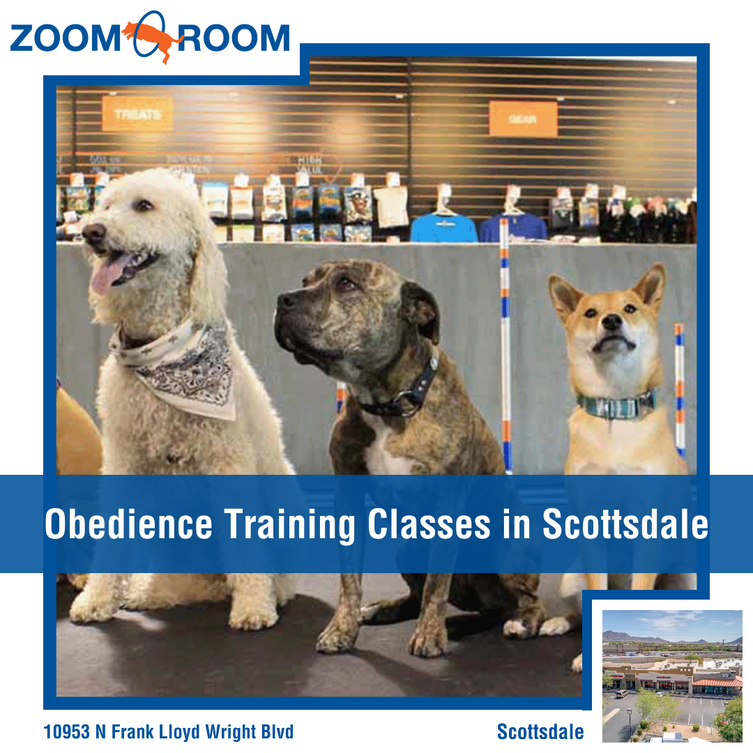 Zoom Room Dog Training Facebook ad