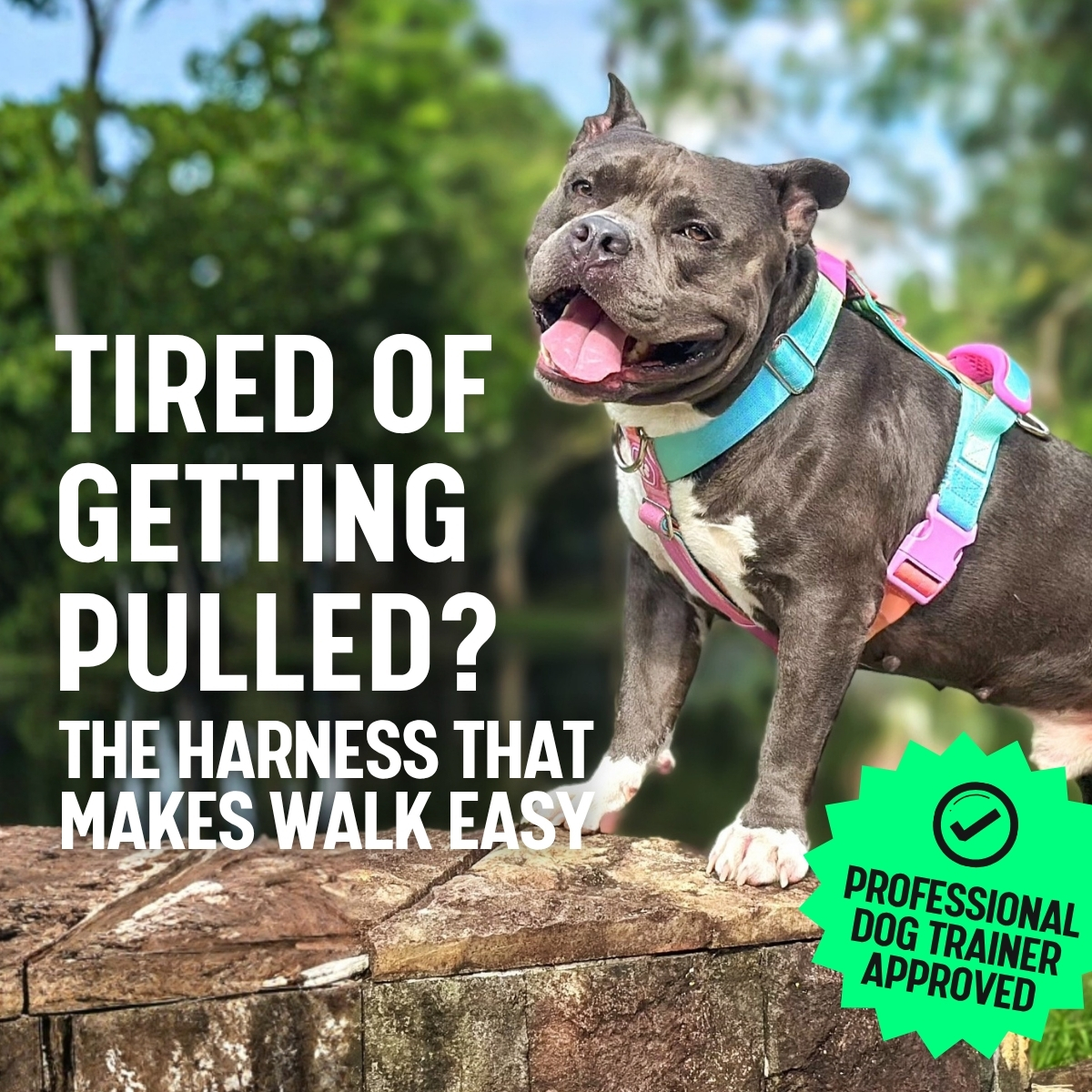 Spark Paws Facebook ad