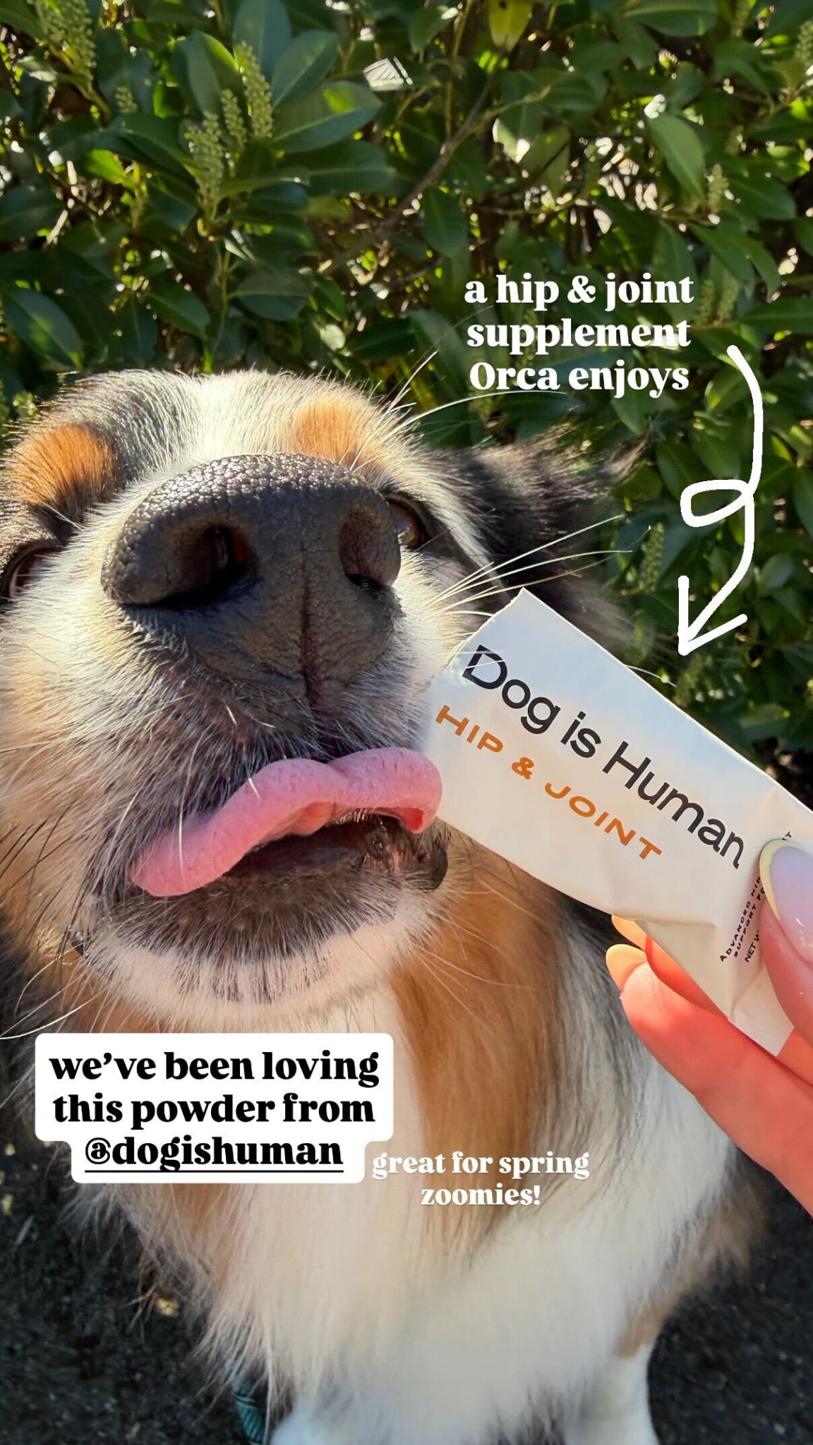 Dog is Human Facebook ad