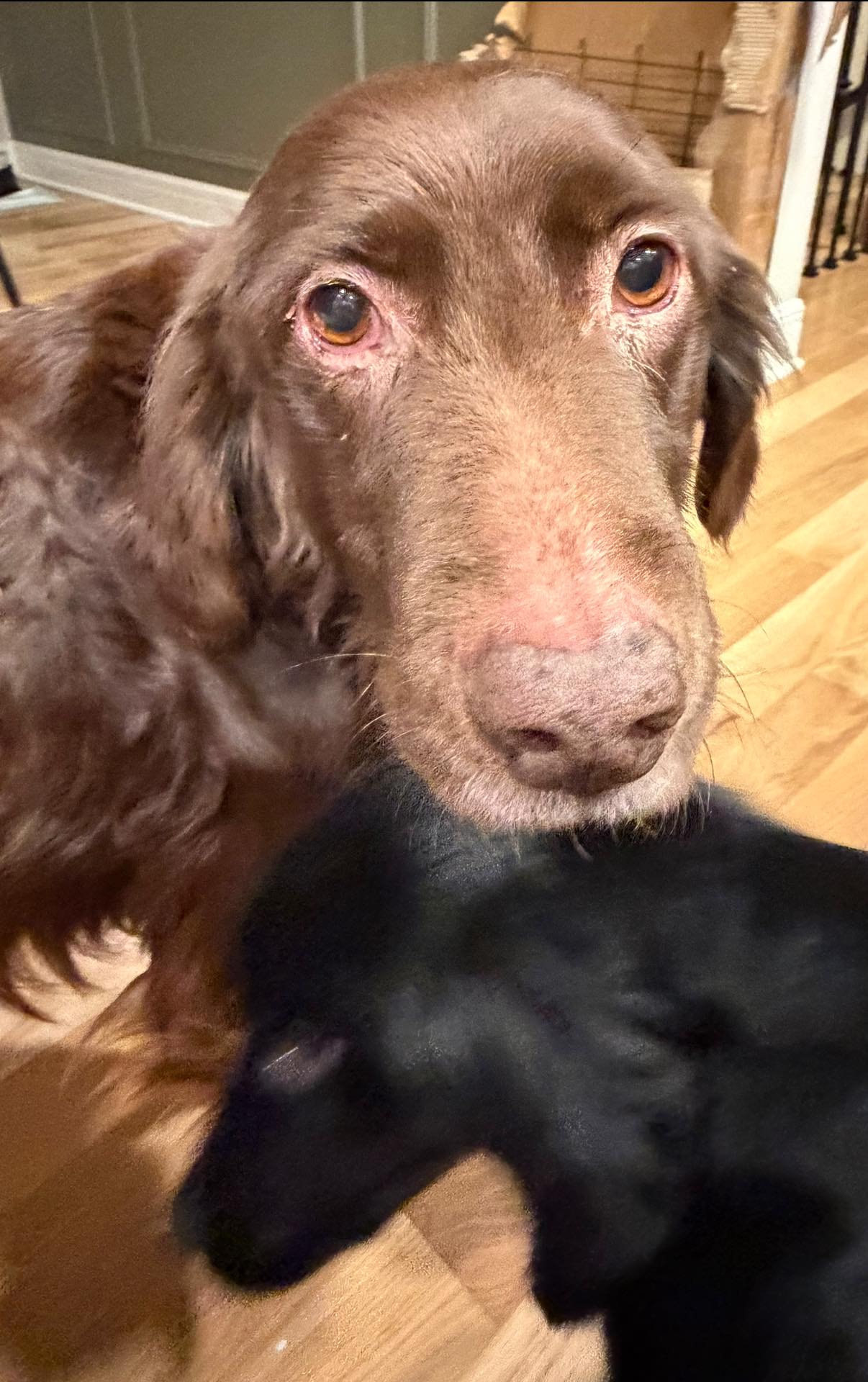 Adopt Rescue Foster Facebook ad: A Mother, Her Son, and a Lifetime of…