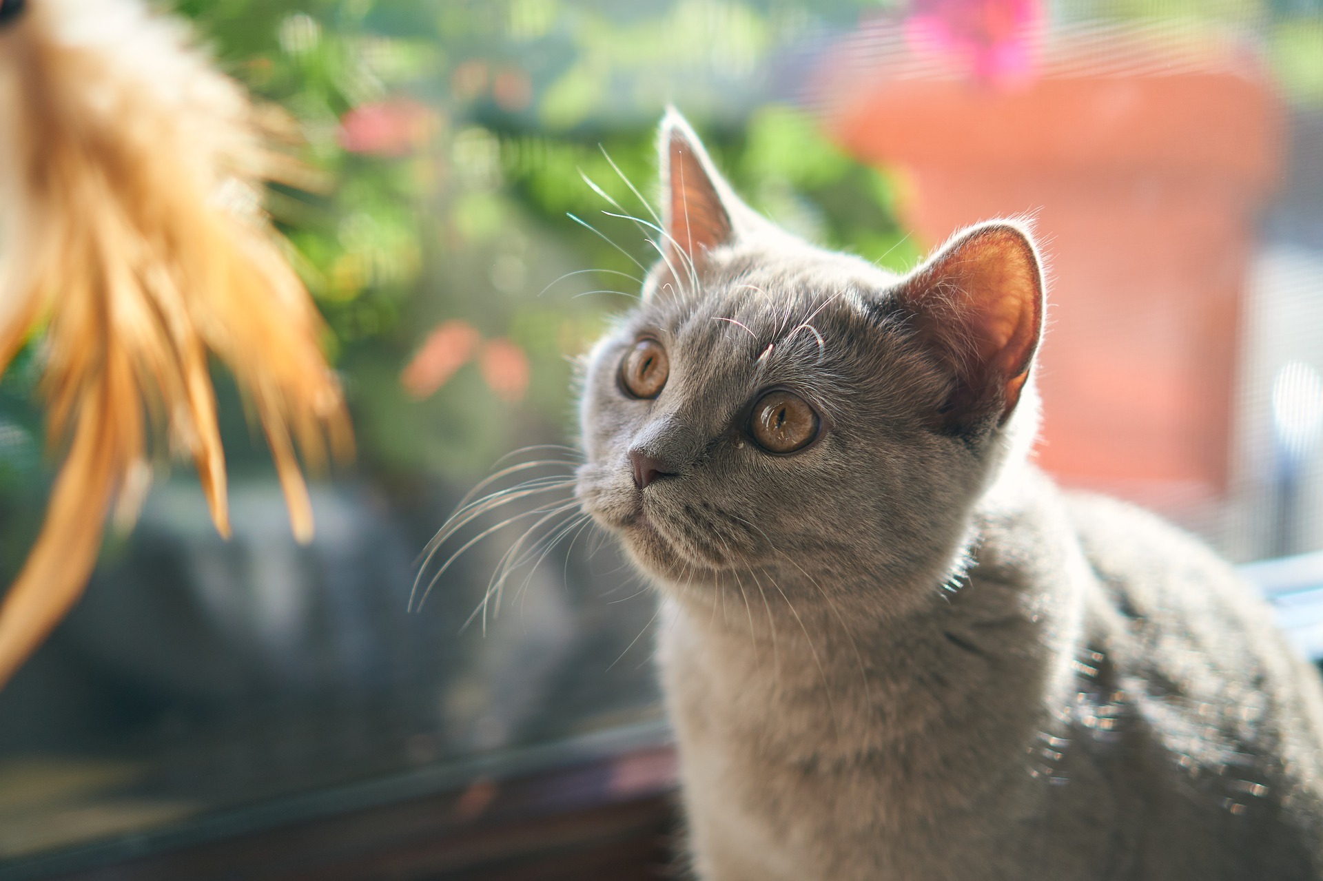 Pet Goods Facebook ad: Find everything you need to take care of…