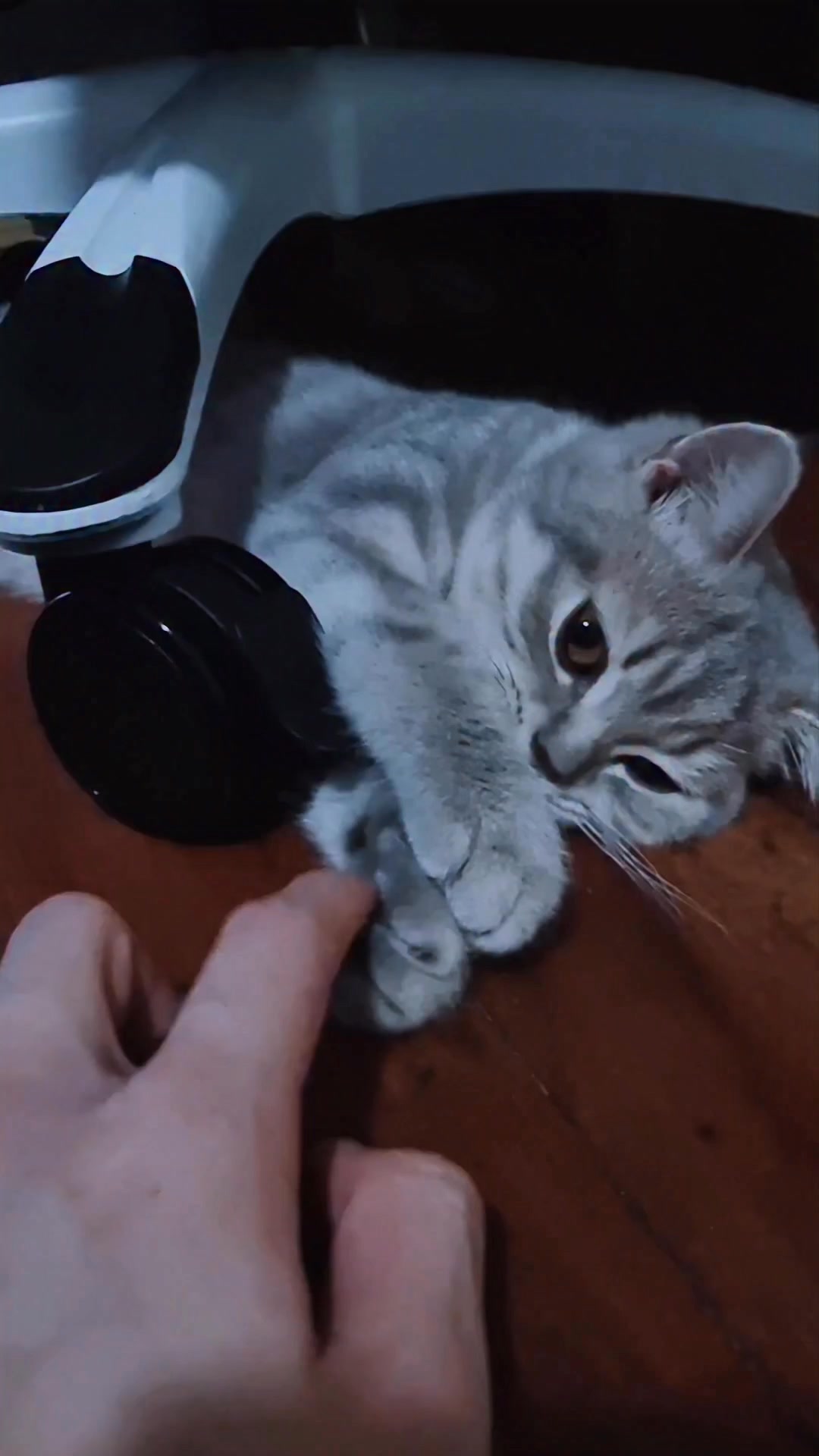 Royal Canin Facebook ad: Love also means understanding what they truly need…