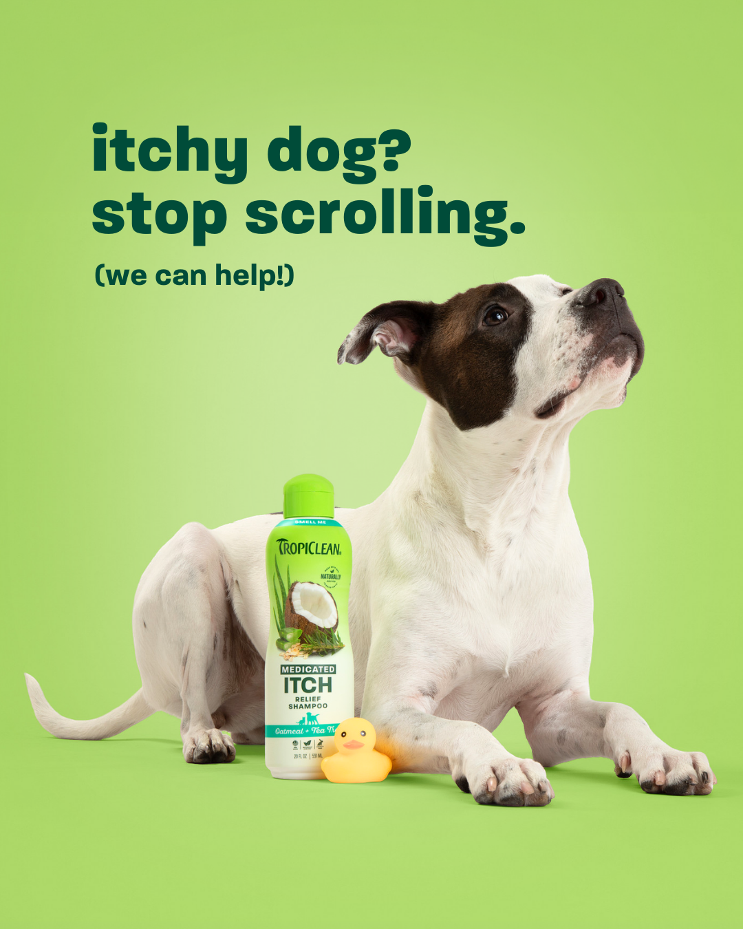 TropiClean Pet Products Facebook ad: Itch Relief, Dog and cat shampoo exfoliates and…