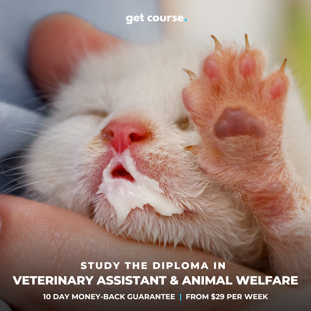 Get Course Co Facebook ad