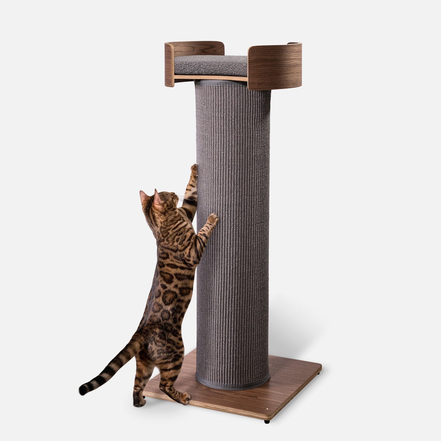 One Fast Cat Facebook ad: Signs your cat needs exercise