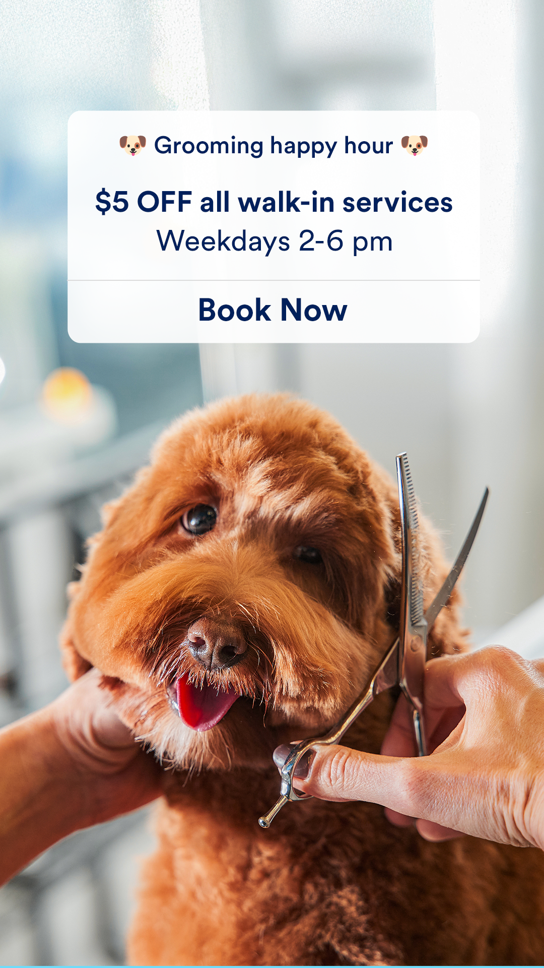 Petco Facebook ad