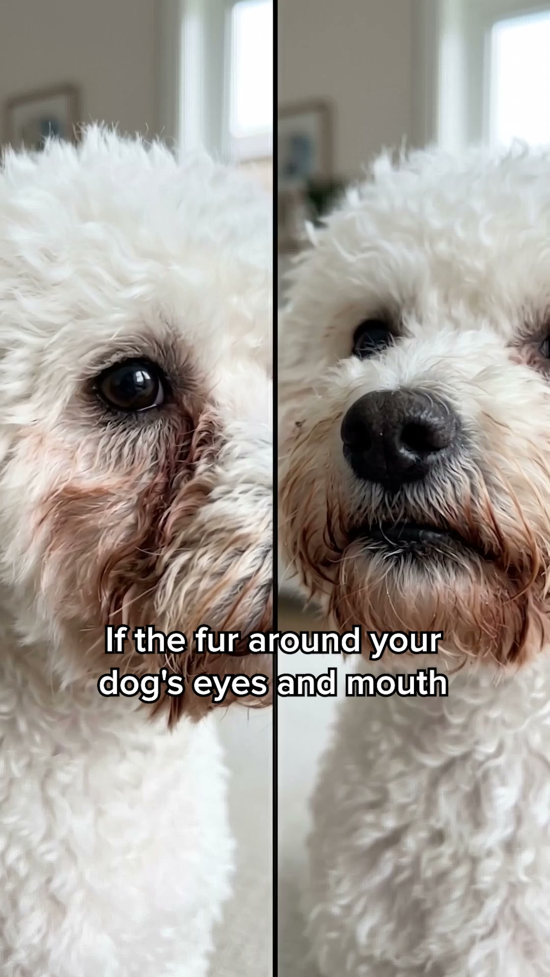 Dog Gut Health Guide Facebook ad: Perfect for sensitive tummies!
