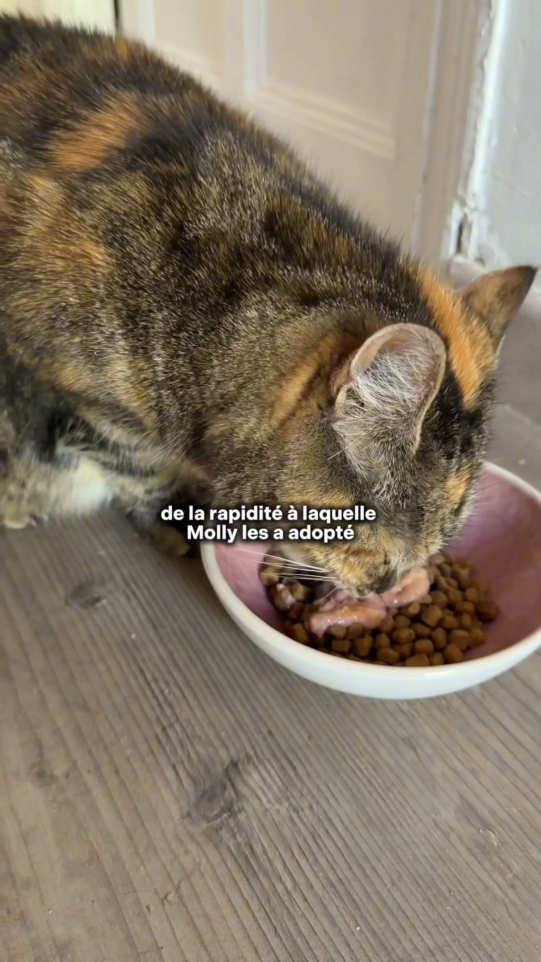 Franklin Pet Food Facebook ad: Le trio parfait