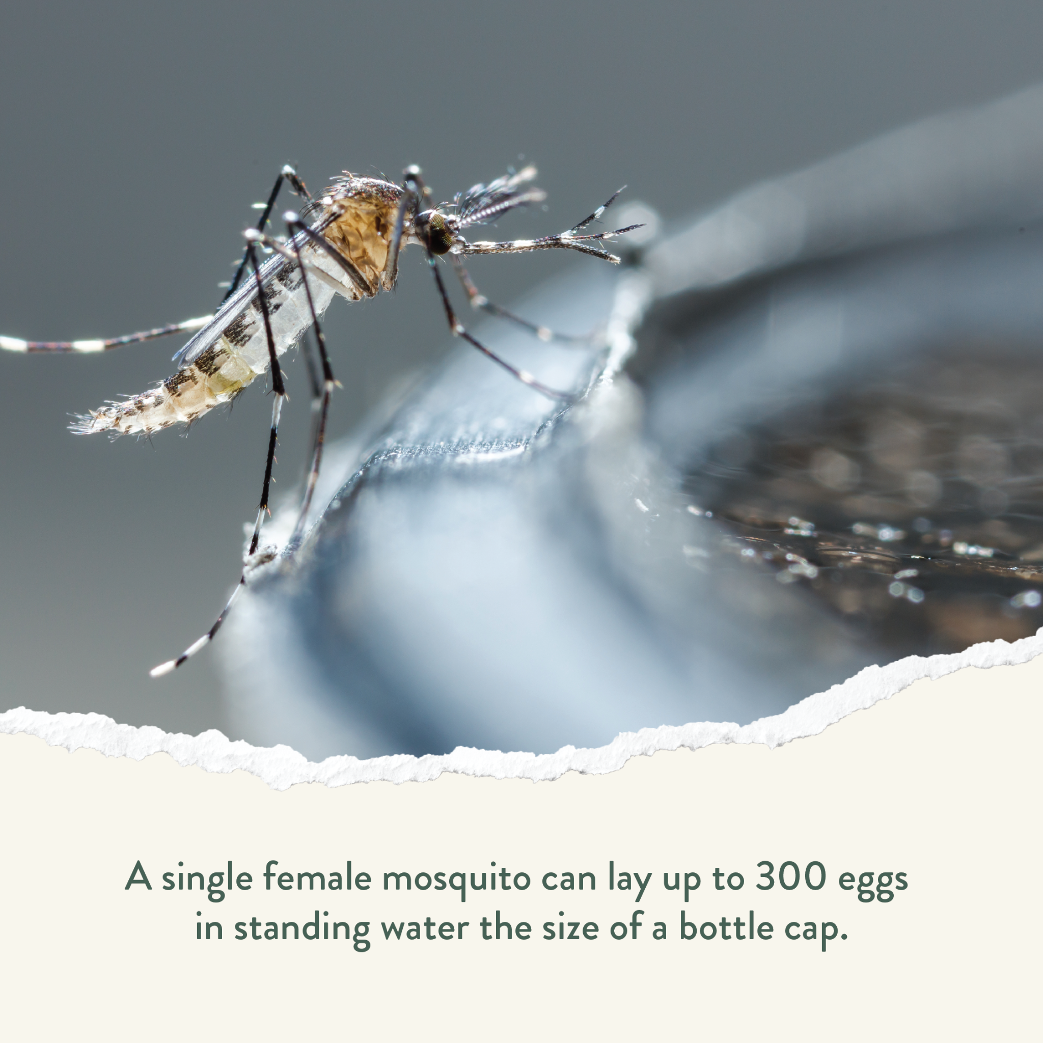 Greenix Pest Control Facebook ad