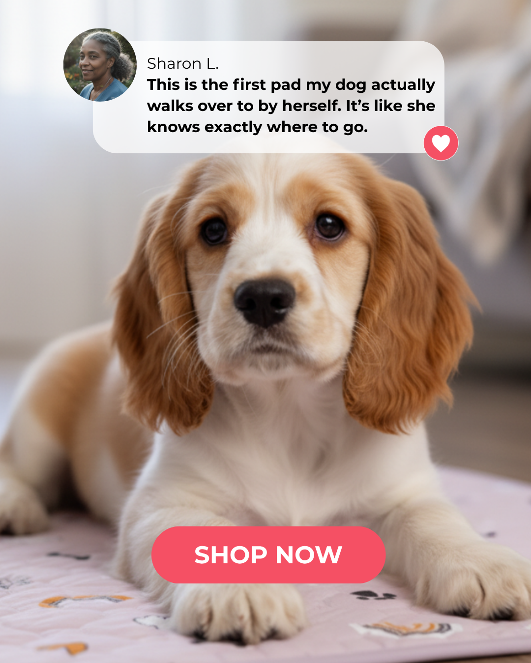 Teddy's Choice Facebook ad: No puppy training needed-dogs just use it