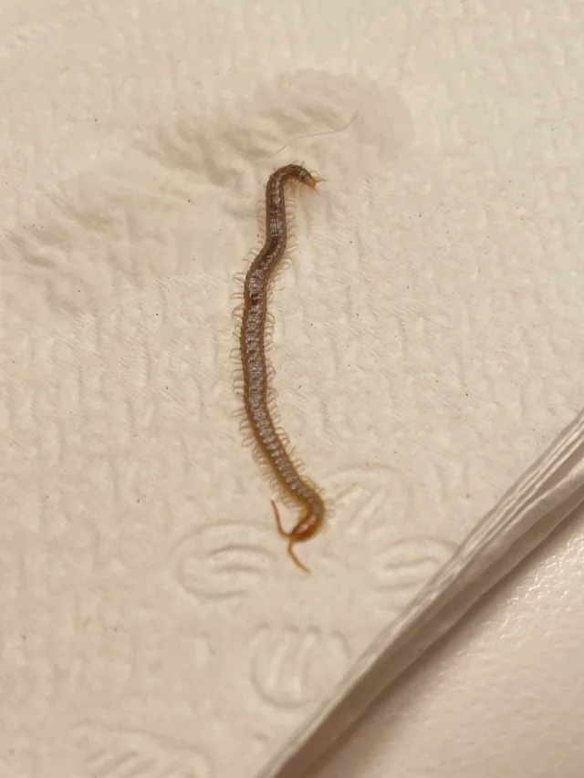 Anna Rodriguez Facebook ad: My Indoor Cat Vomited Live Worms. She Never Went Outside.