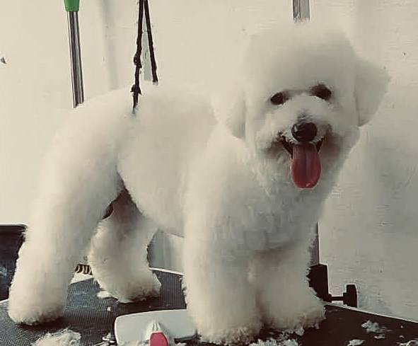 puppy pet grooming homeservice rider Facebook ad: PUPPY PET GROOMING HOME SERVICE