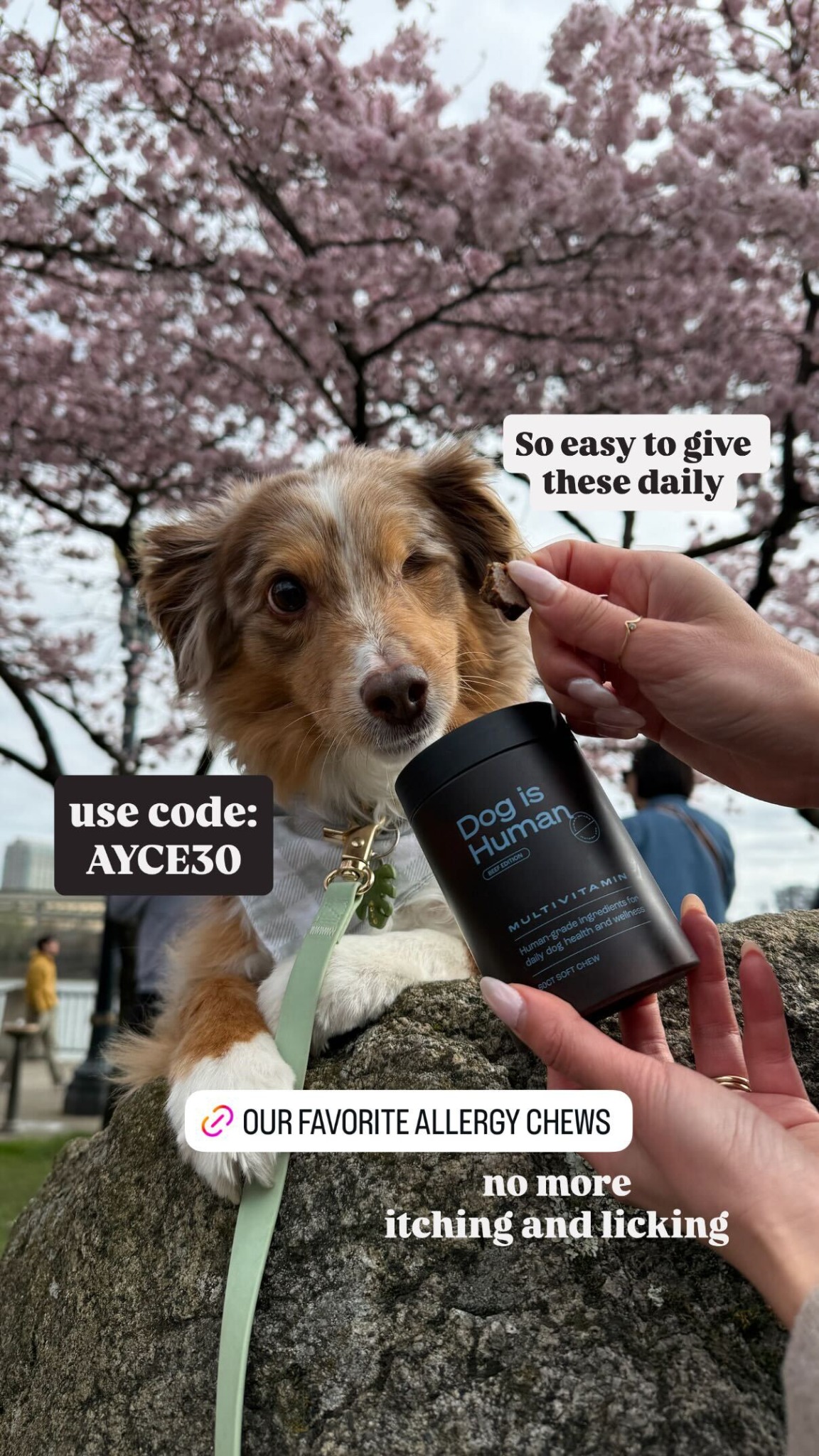 Dog is Human Facebook ad
