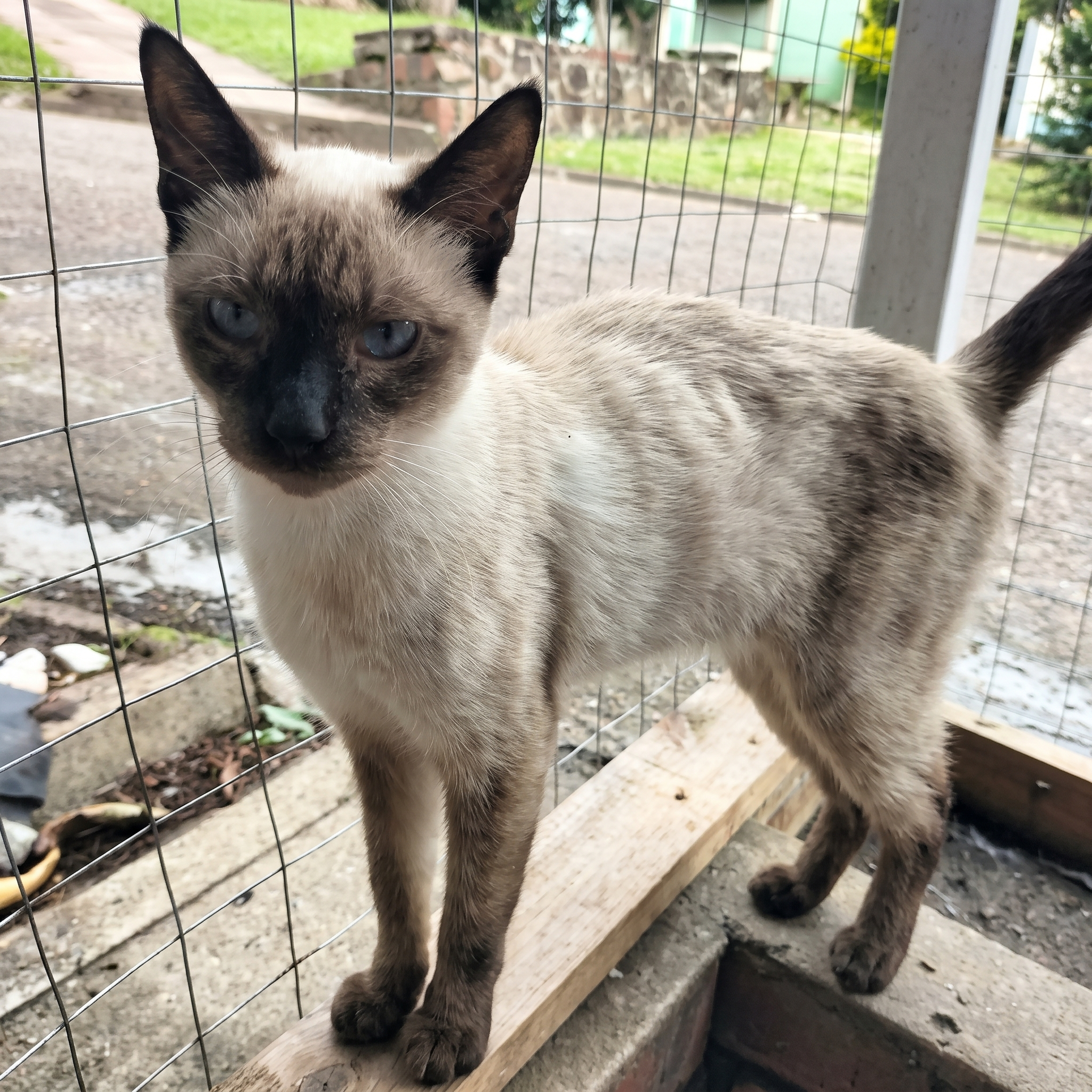 Stacy Jenson Facebook ad: Read If You Have A Cat