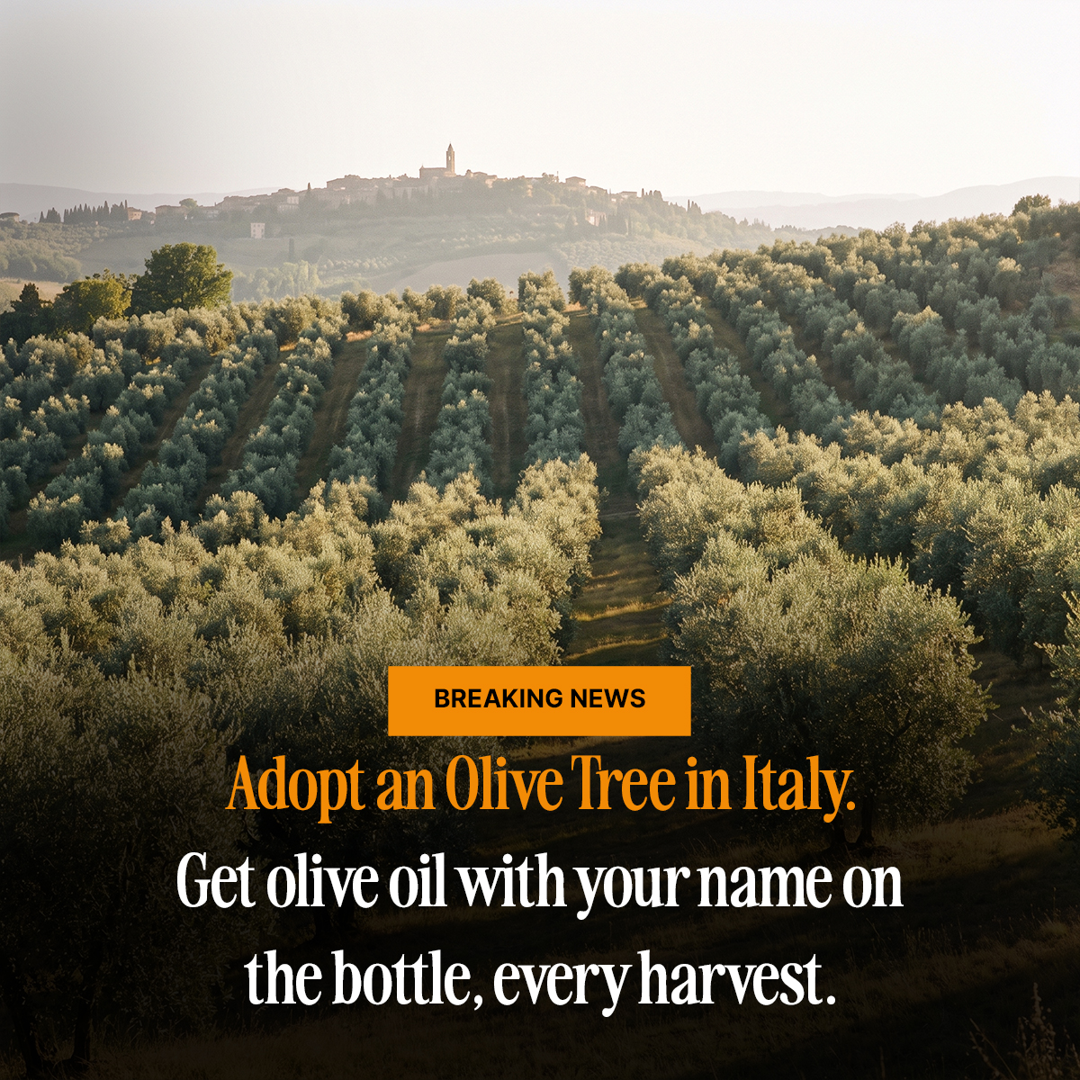 Oliverse Facebook ad: Adopt a Tree. Taste La Dolce Vita.