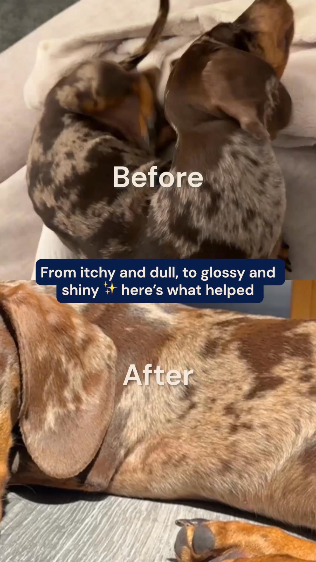 Pooch & Mutt Facebook ad from Mar 30, 2026