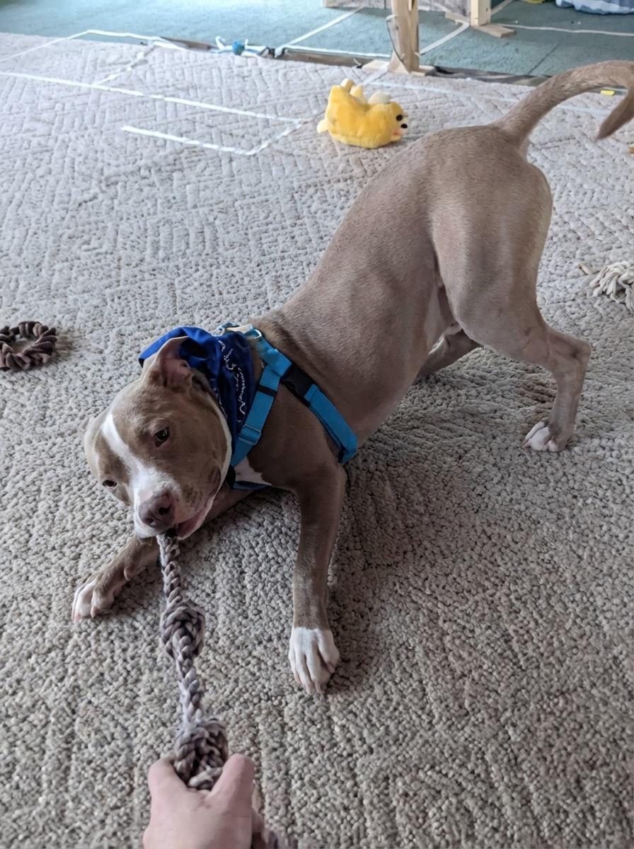 Canine Stress Research Institute Facebook ad: At 9:14 AM my client's dog was playing fetch. At 9:30 AM…