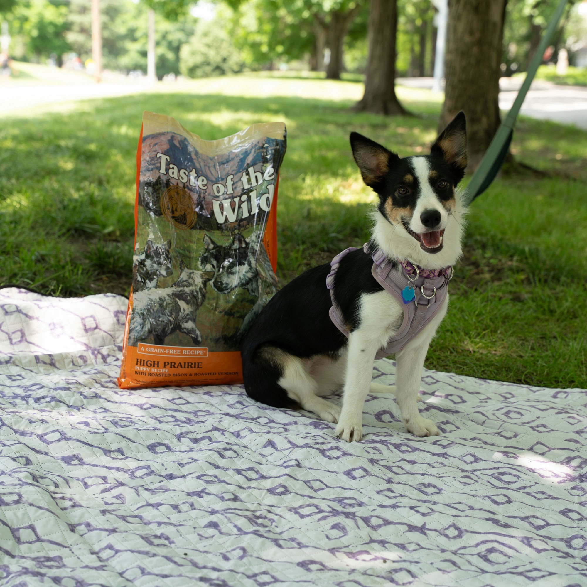 Taste of the Wild Pet Food Facebook ad: The happiest pup around because of the unique…