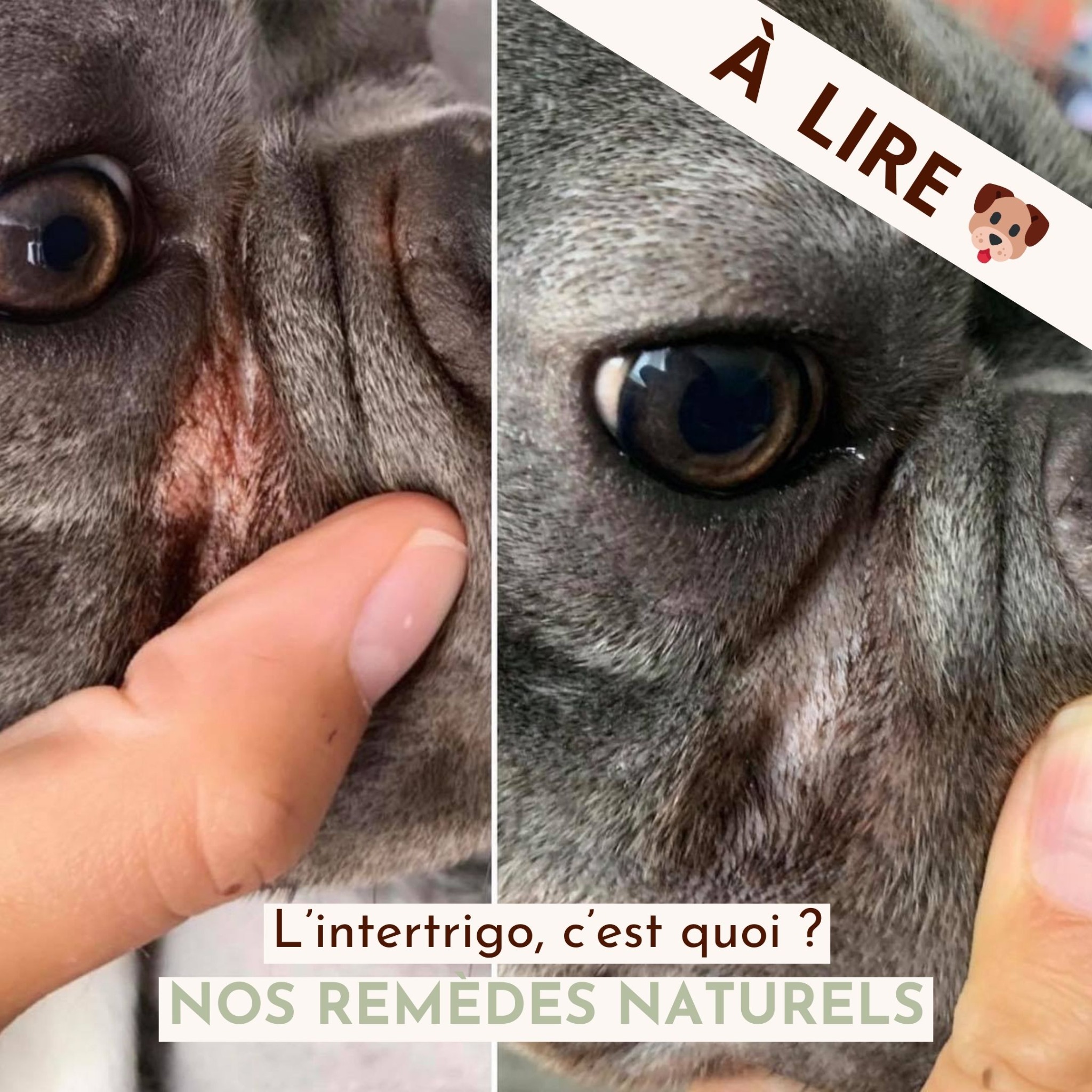 Dexter & Mango Facebook ad: Des milliers de poilus satisfaits