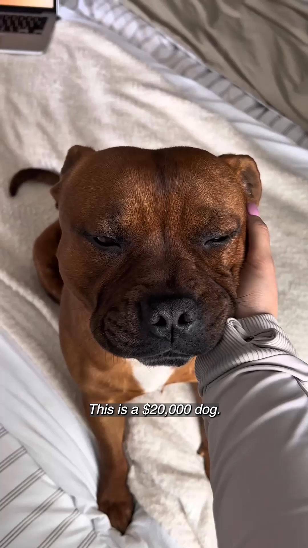 Lemonade Facebook ad: Lemonade Pet Insurance