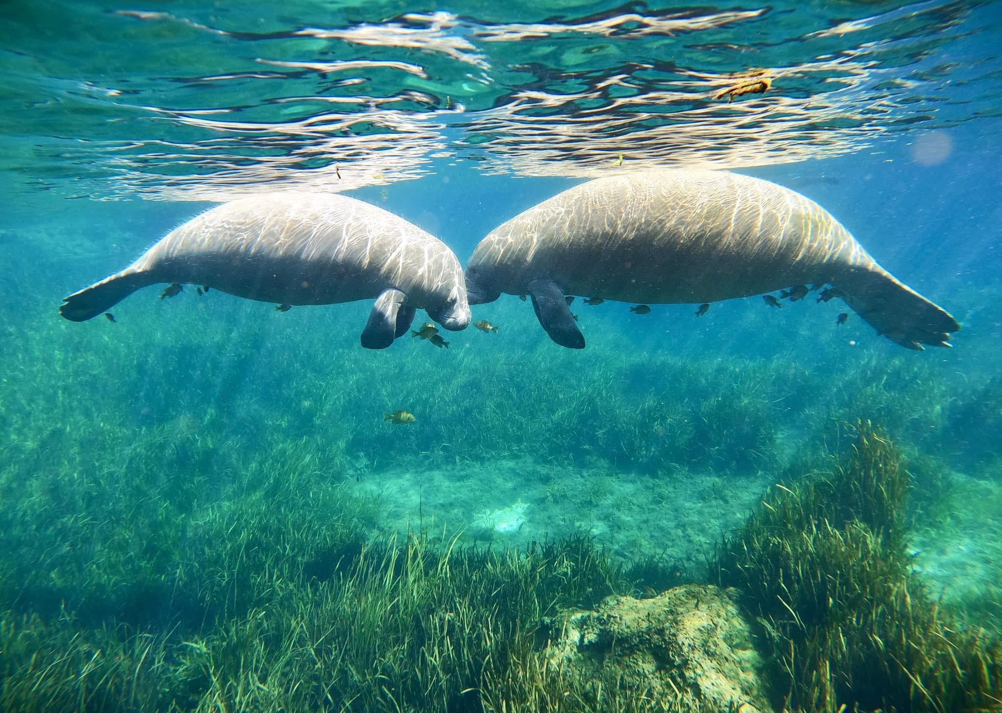 Salty Siren Tours and Charters Facebook ad: Professional guided manatee swims, you pick scallop &…